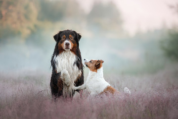 Dog Jack Russell Terrier and Australian shepherd