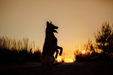 Dog silhouette at sunset