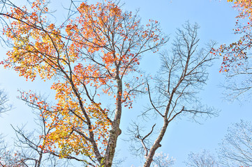 Up view of trees with autumn red, yellow orange foliage leaves isolated against blue sky