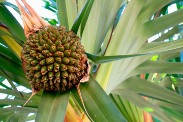 Fruit. Palm tree fruit. Tropical tree. Green Mediterranean plant.