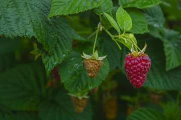 Raspberries on a bush on the background of leaves after the rain.