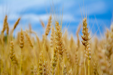 Fototapeta premium Spikes of wheat close-up against a background of dark clouds. Bad weather over the wheatfield