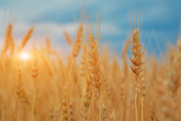 Spikelets of wheat at sunset against the background of rain clouds.