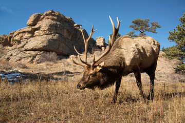Bull elk with large antlers grazing in Rocky Mountain meadow