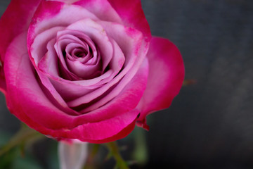 Rose. Decorative pink rose. Elegant romantic flower.