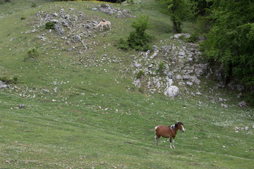 2 Cavalli liberi nel Parco Nazionale del Cilento e Vallo di Diano, primavera; Free horses 