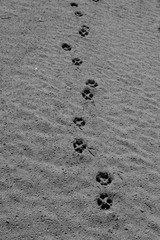 Footprint. Footprints of animals on the sand. Black and White.