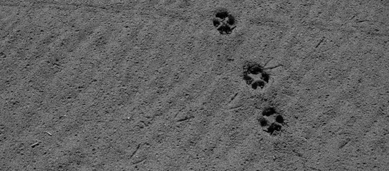 Footprint. Footprints of animals on the sand. Black and White.