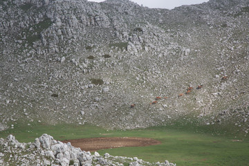 Free herd of horses with foals on a mountain slope