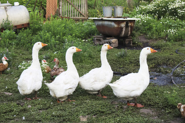 Four white goose go in a row