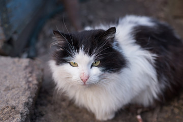 Naklejka na ściany i meble A homeless black and white cat sitting outdoors.