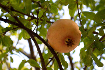 Garnet. Ripe red tropical fruit. Exotic tree with fruits.