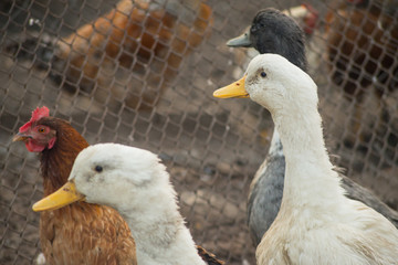 Ducks are walking along the bird's yard, a poultry farm.