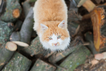 Close-up portrait of a very beautiful redhead cat on fresh white snow. Lovely muzzle, snowflakes and traces of paws in the snow.