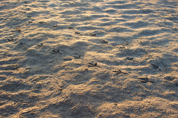 Beach. Summer beach view. Estepona, Costa del Sol, Andalusia, Spain.