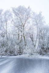 White frozen trees on the edge of a frozen ditch.