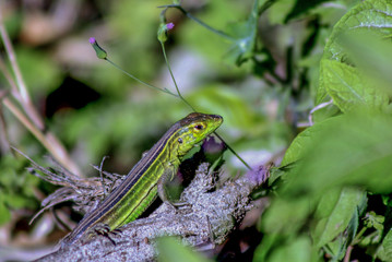 Lizard on a branch of a tree