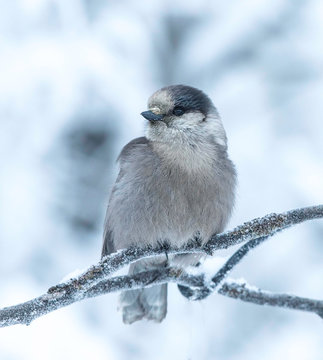 Gray Jay in Winter
