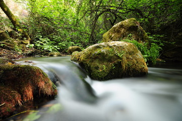 El Bosque