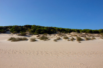 Beach. Summer beach view. Beach Bologna, Tarifa, Spain.