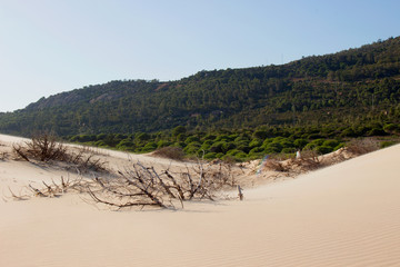 Beach. Summer beach view. Beach Bologna, Tarifa, Spain.