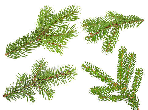 Fir branches isolated on a white background. Set of fir branches.