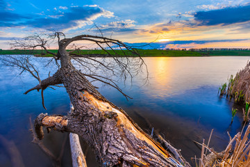 A fallen withered tree on the river bank. The crust exfoliates from the trunk. Lake, green meadow and blue sky on sunset background. Summer evening landscape in Russia.