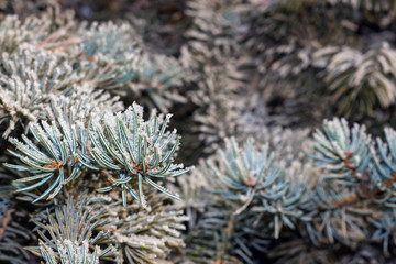 Naklejka na ściany i meble needles of spruce in frost