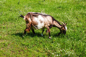 Naklejka na ściany i meble A dairy goat with black white and red hair is eating grass, grazing on pasture on a summer day.