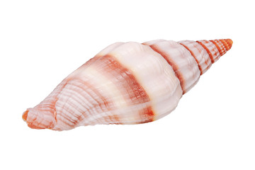 Sea shell on a white background