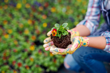 Close up of woman hands in funny gloves holding a colourful flower in little flowerpot while kneeling.