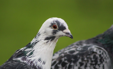 pigeon 5