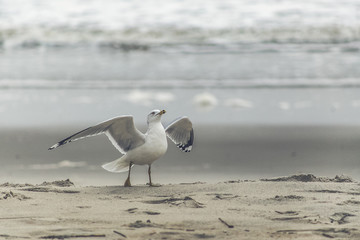 Fototapeta na wymiar Seagull with outstretched wings on the shoreline