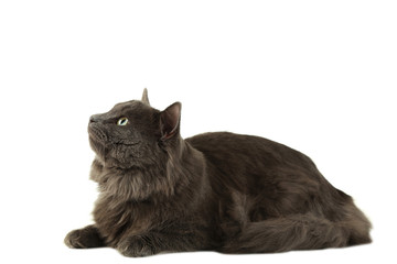 Beautiful grey cat isolated on white