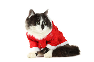 Beautiful cat in christmas costume isolated on white