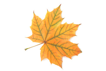 Fototapeta premium Dry maple leaf isolated on a white background