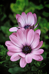 Obraz premium Flowers