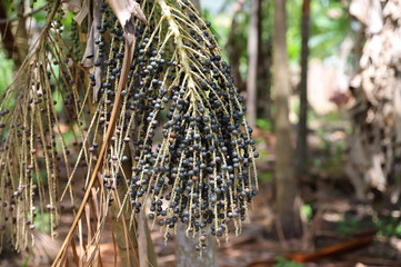 açaí fruit Brazil