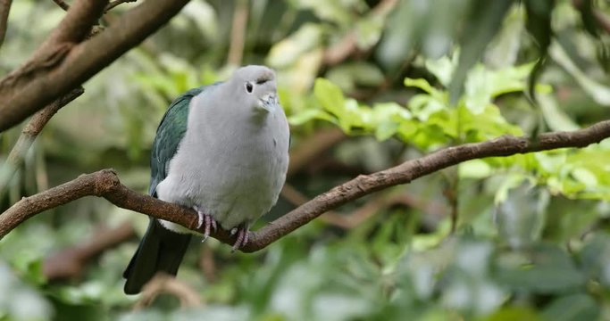 Grey bird with green wing on tree branch