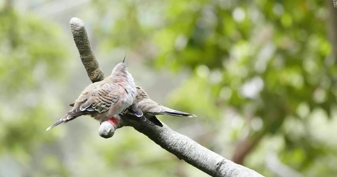 Pair of crested pigeon