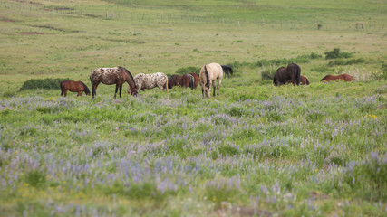 A group of horses grazes peacefully in an open green meadow among clumps of blue wildflowers.