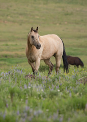 Buckskin horse standing in an open mountain meadow with blue and yellow wildflowers.