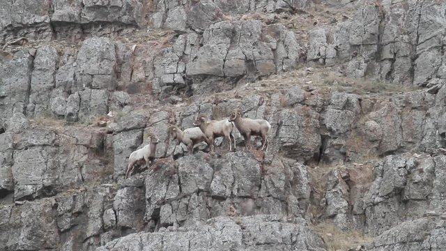 4 Bighorn sheep on the edge of a cliff as one jumps down to hit heads with another.