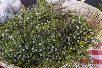bundles of creosote bush or Larrea tridentata for sale at the market