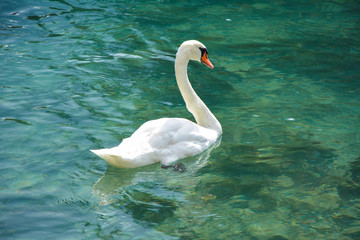 A beautiful white swan floats on clear water