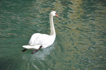 A beautiful white swan floats on clear water