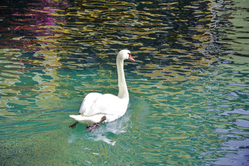 Fototapeta na wymiar A beautiful white swan floats on clear water