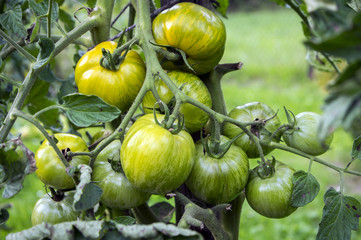 Ripening yellow green tomatoes in garden, ready to harvest