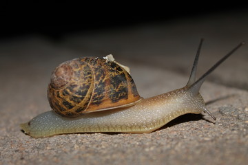 Chiocciola