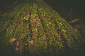 Closeup of green moss on a decaying tree trunk